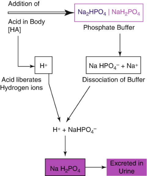 Phosphate Definition and Examples - Biology Online Dictionary