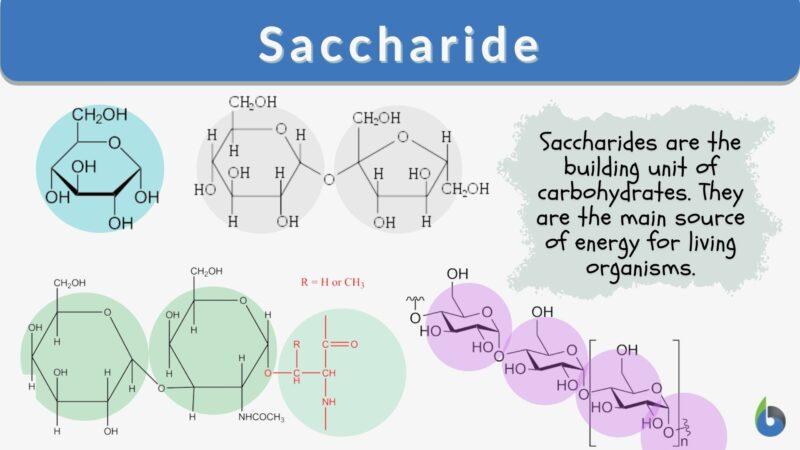 Saccharide Definition and Examples - Biology Online Dictionary