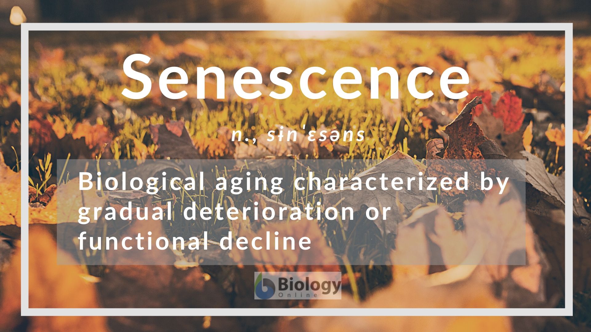 Senescence Definition And Examples Biology Online Dictionary