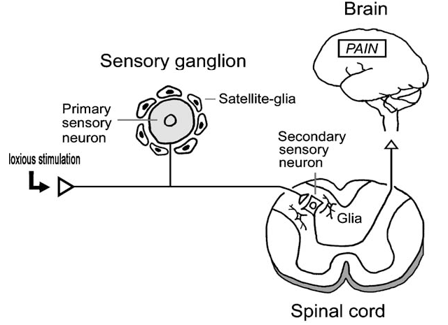 Ganglia - Definition And Examples - Biology Online Dictionary