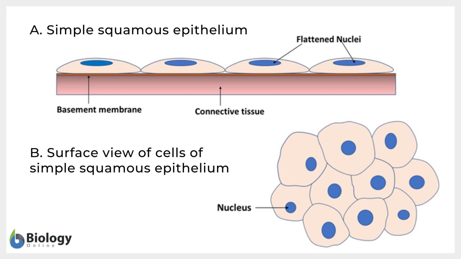 Simple squamous epithelium Definition and Examples Biology Online