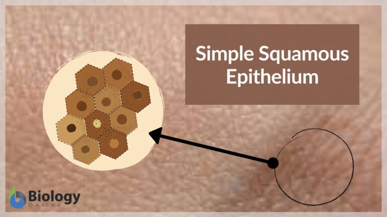 Simple squamous epithelium - Definition and Examples - Biology Online ...