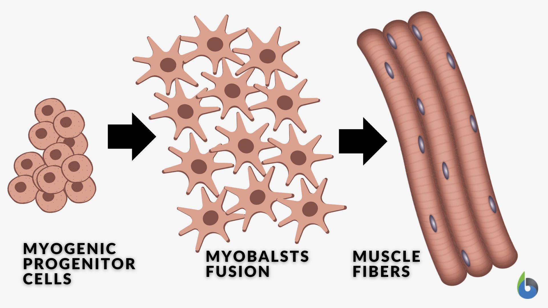 Smooth muscle Definition and Examples - Biology Online Dictionary