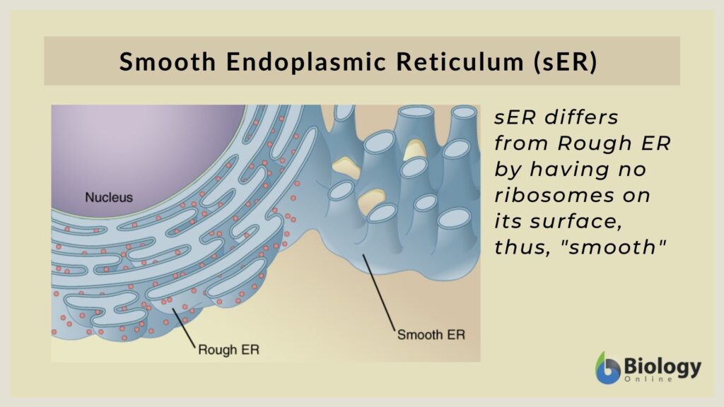 rough-endoplasmic-reticulum-rer-expii