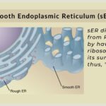 Smooth endoplasmic reticulum - Definition and Examples - Biology Online ...