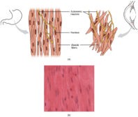 Involuntary Muscle - Definition And Examples - Biology Online Dictionary