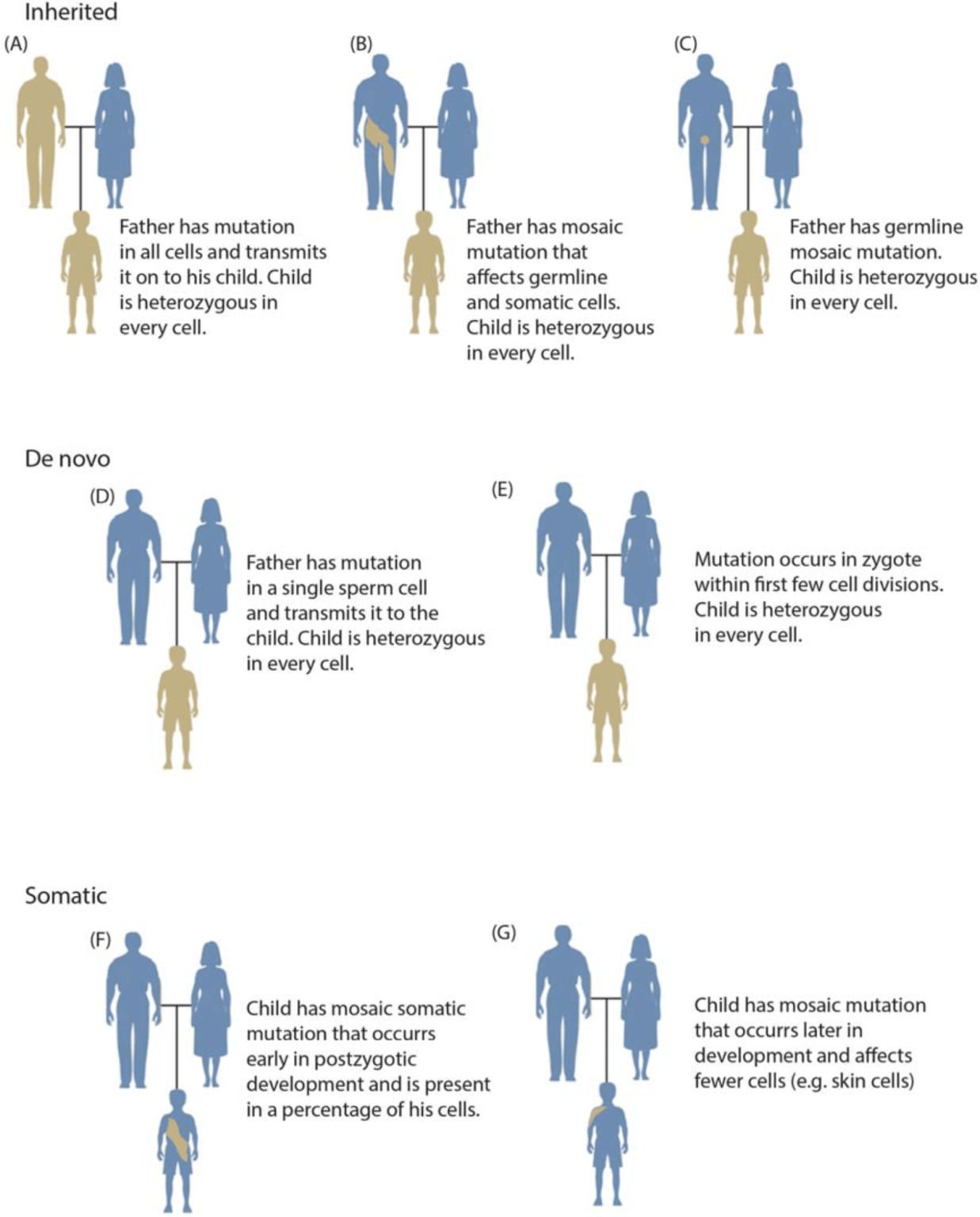 Mosaicism Definition And Examples - Biology Online Dictionary