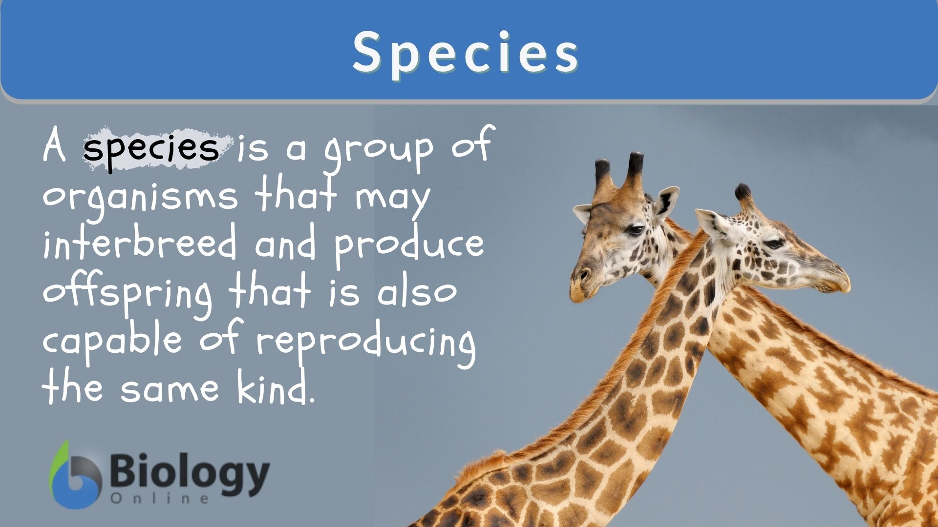 Morphological Species Concept Example Of