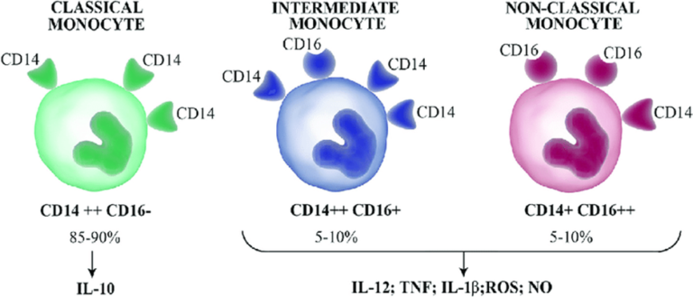 Monocyte - Definition And Examples - Biology Online Dictionary