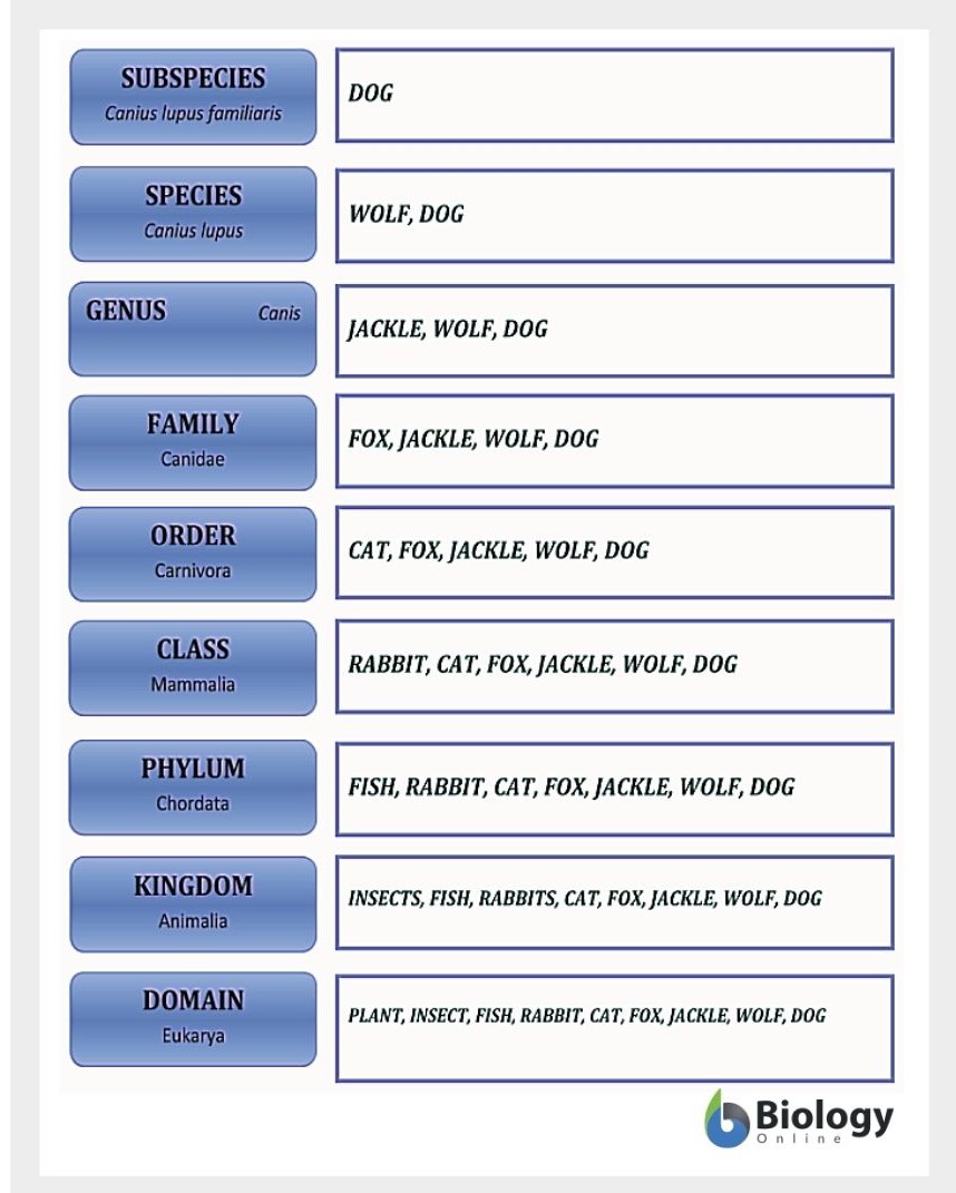 Taxonomy Definition Examples Classification Biology Online Dictionary
