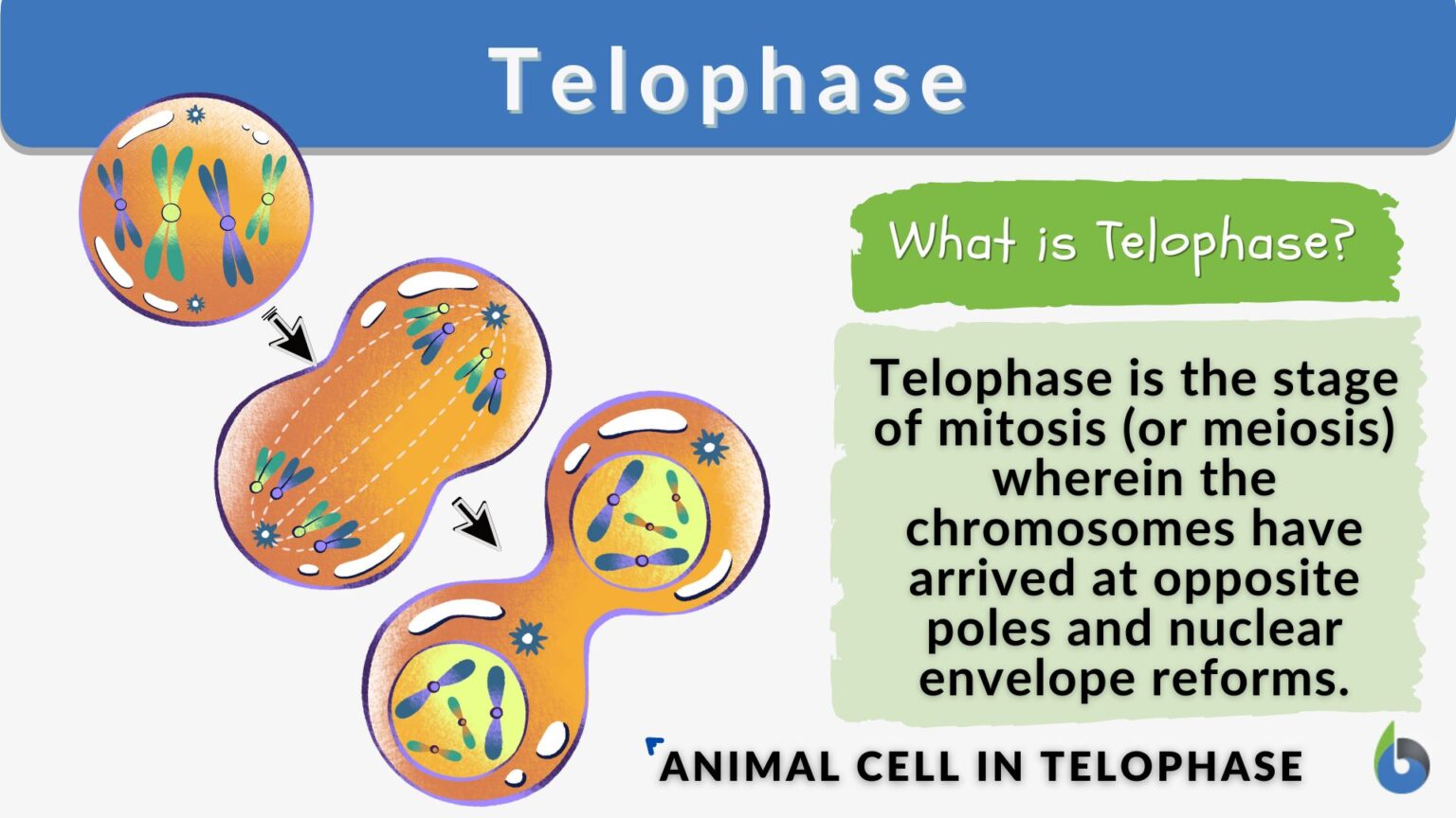 Telophase Definition And Examples Biology Online Dictionary