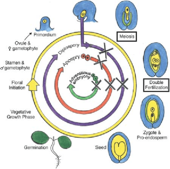 Apomixis Definition And Examples Biology Online Dictionary 0485