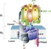 Vacuole - Definition and Examples - Biology Online Dictionary