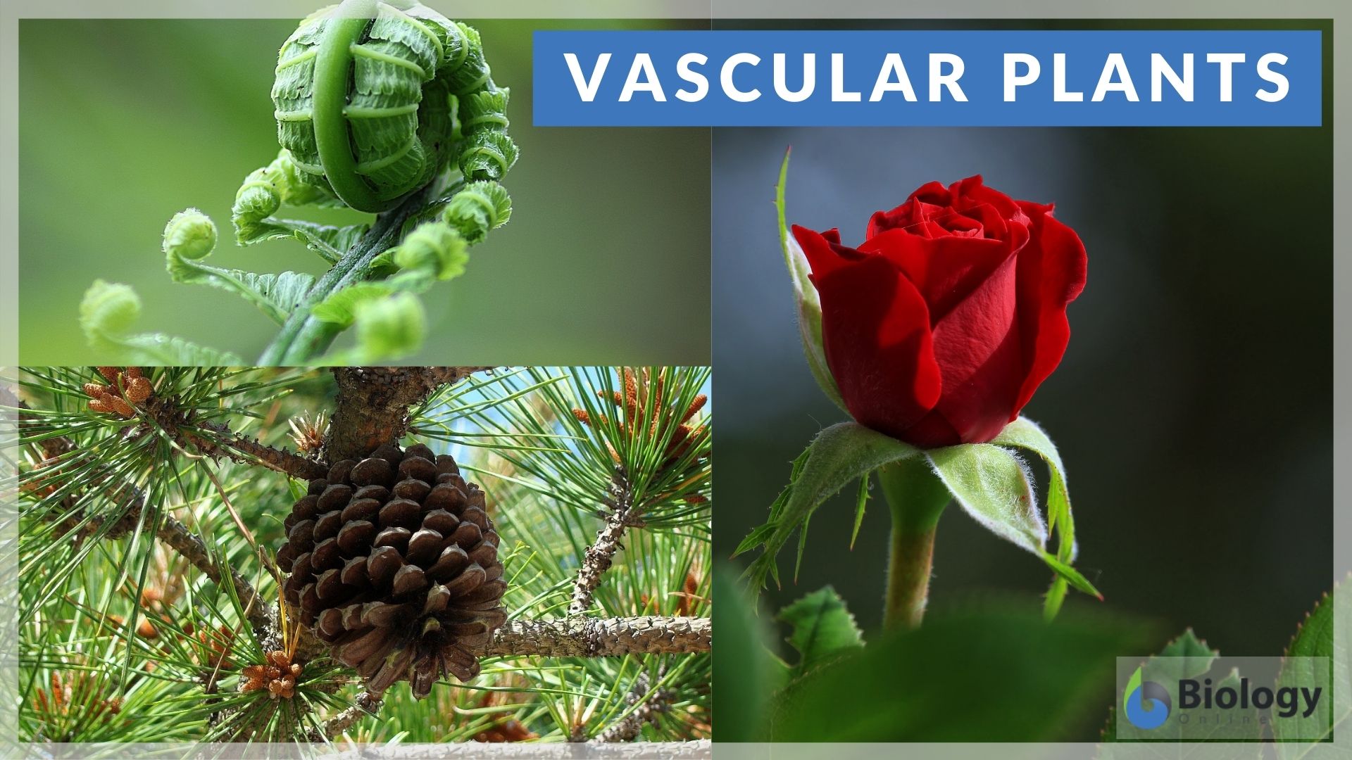 seedless vascular plants examples