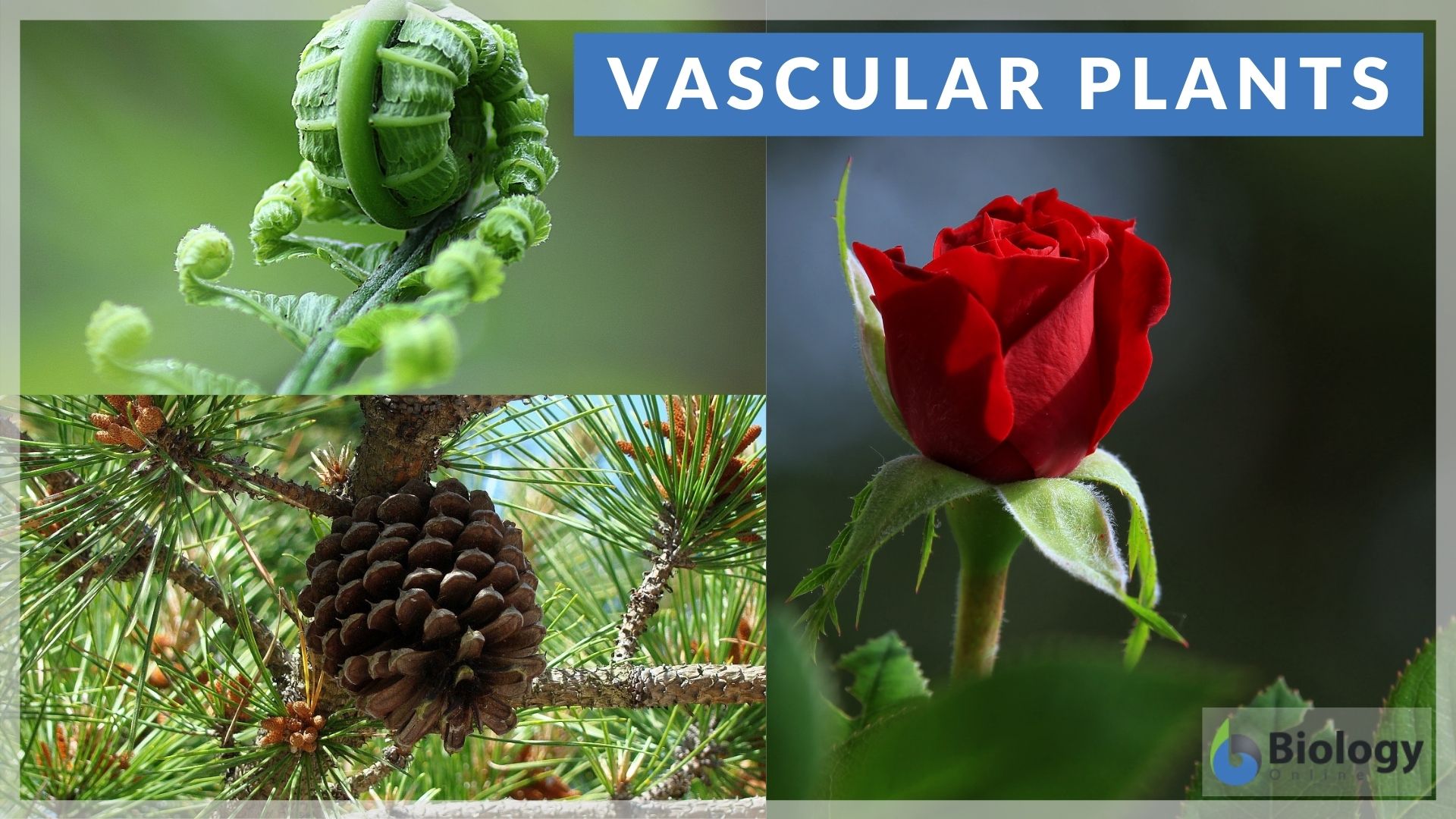 Vascular Plants Definition And Examples Biology Online Dictionary