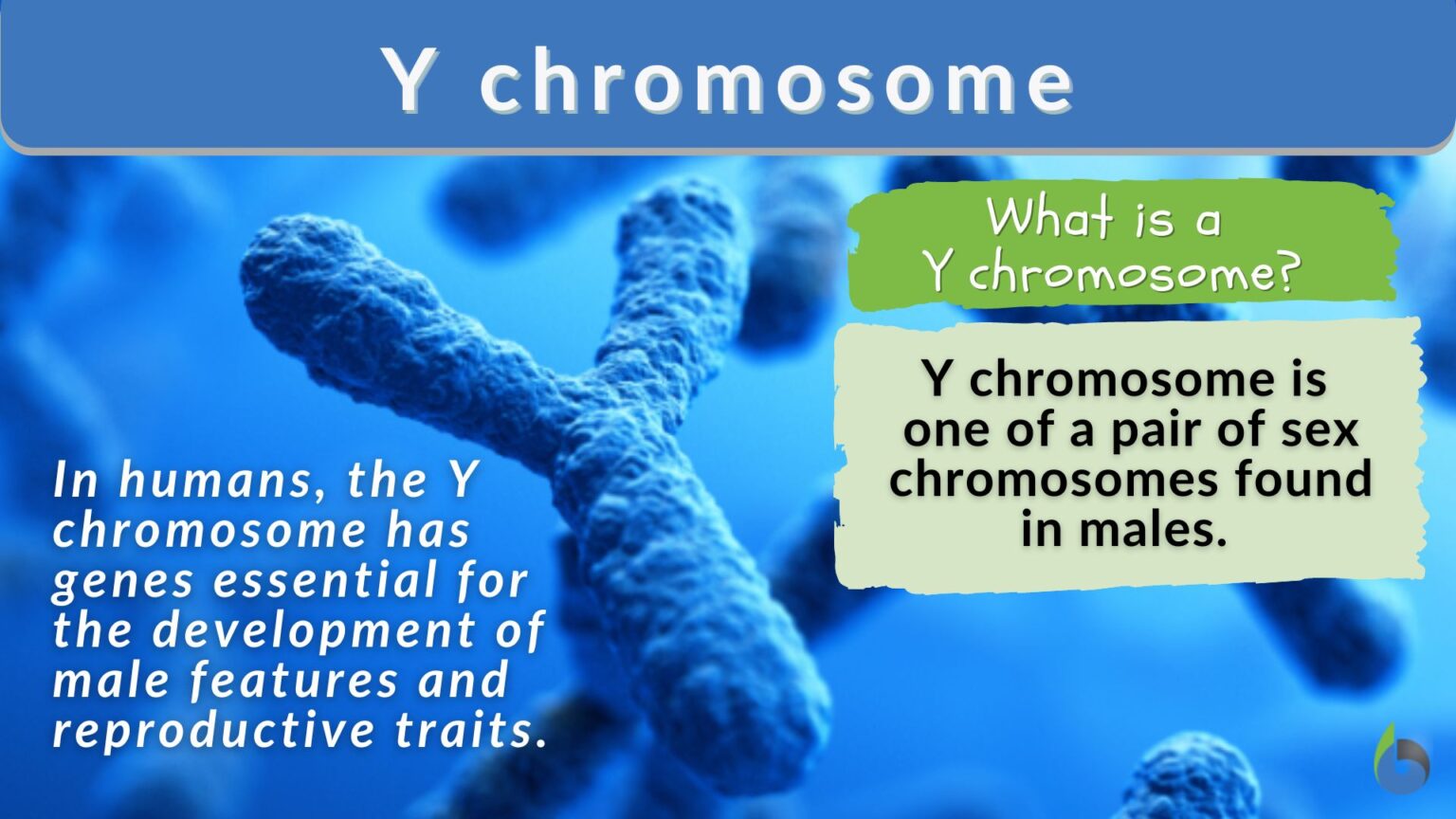 Y Chromosome Definition And Examples - Biology Online Dictionary