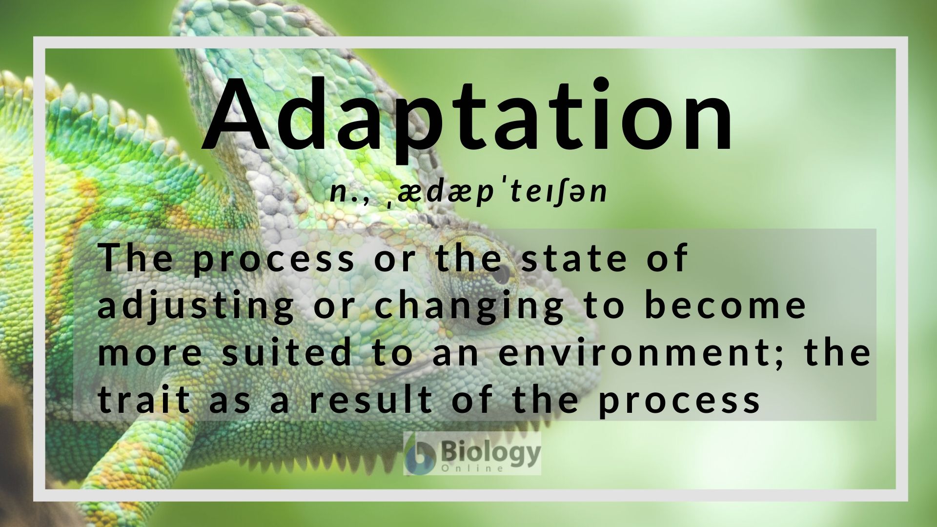 Adaptation Definition And Examples Biology Online Dictionary