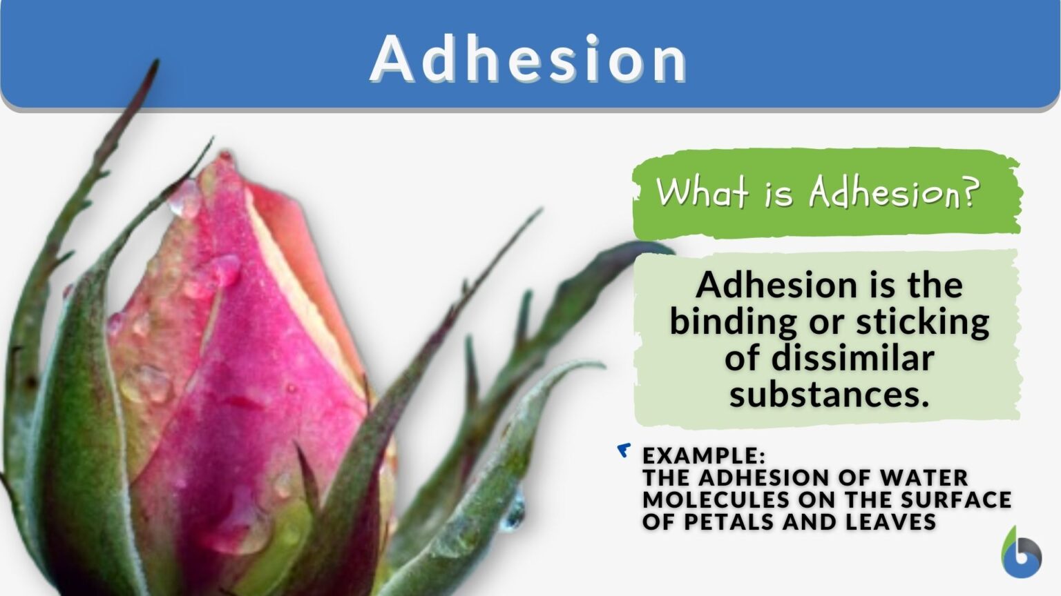 Adhesion Meaning