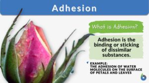 adhesion definition and example