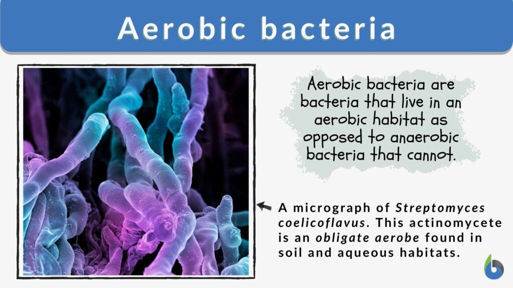 aerobic-bacteria-definition-and-examples-biology-online-dictionary