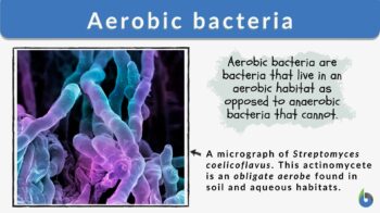 Anaerobic Bacteria Diagram