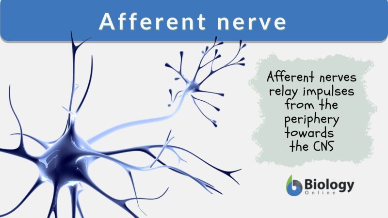 Afferent Nerve - Definition and Examples - Biology Online Dictionary