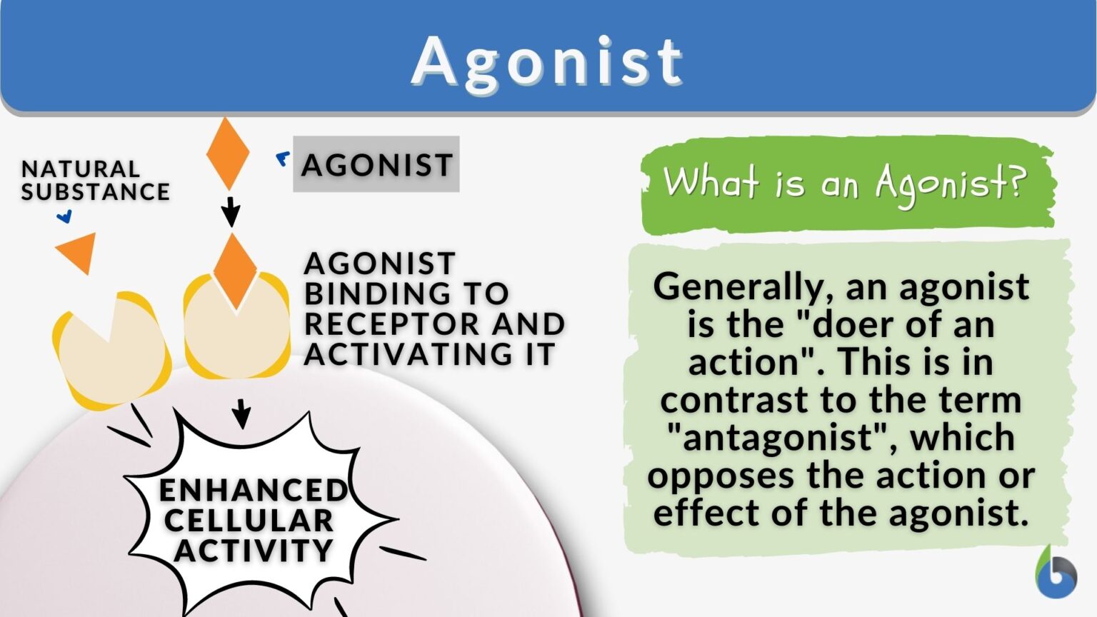 agonist-definition-and-examples-biology-online-dictionary