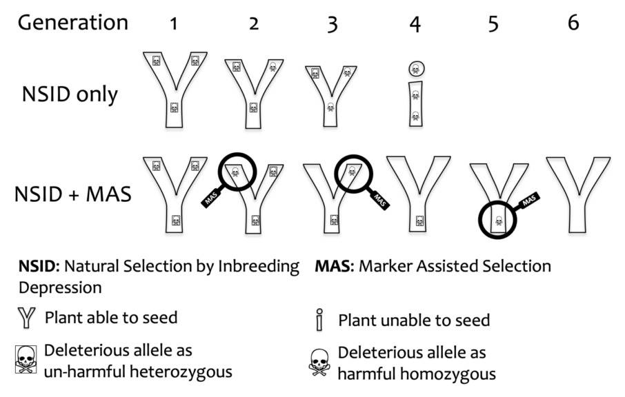 Inbreeding - Definition and Examples - Biology Online Dictionary