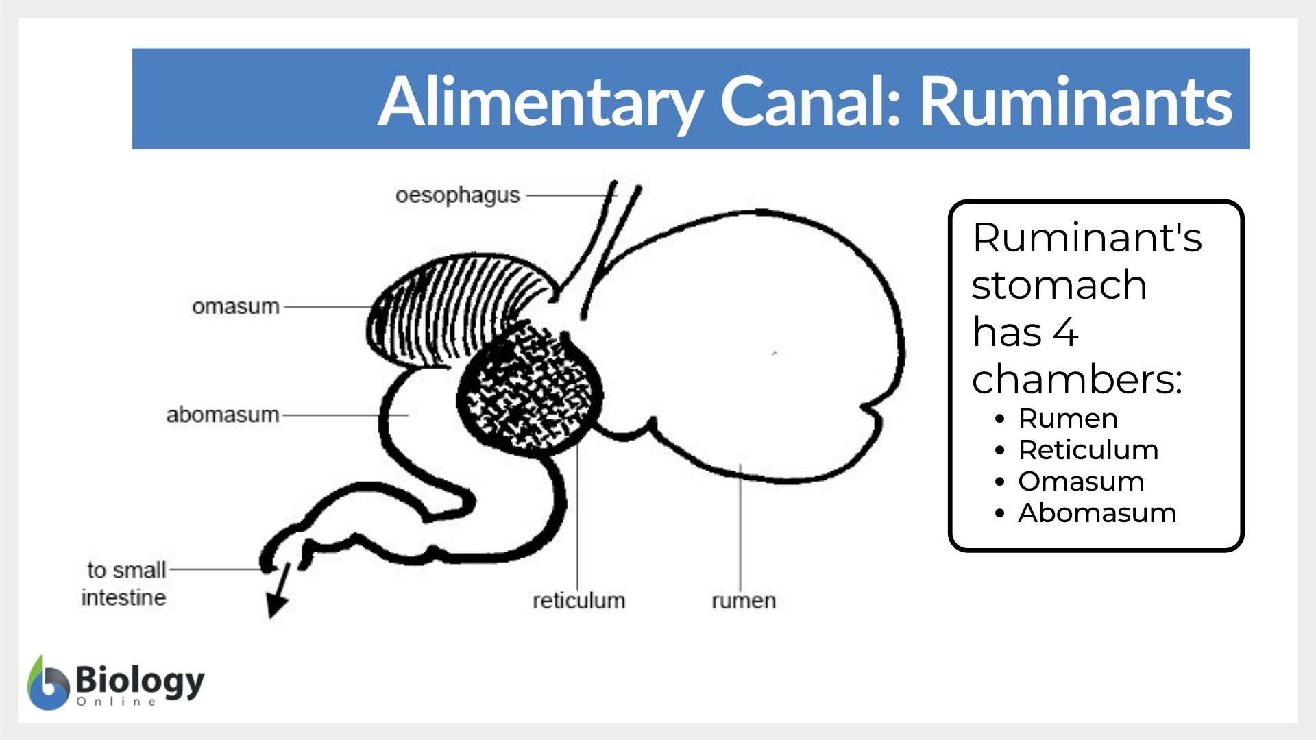 Alimentary Canal Definition And Examples Biology Online Dictionary