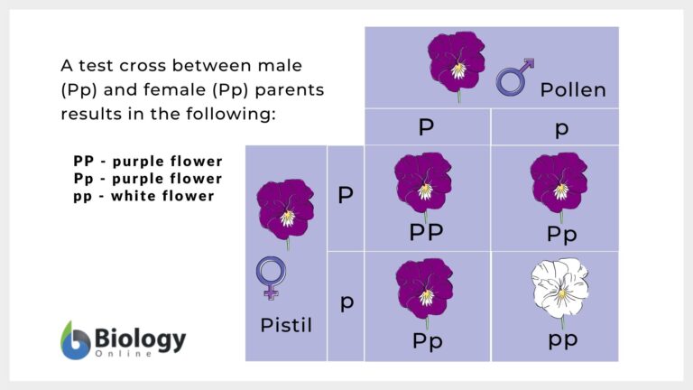 Allele - Definition and Examples - Biology Online Dictionary