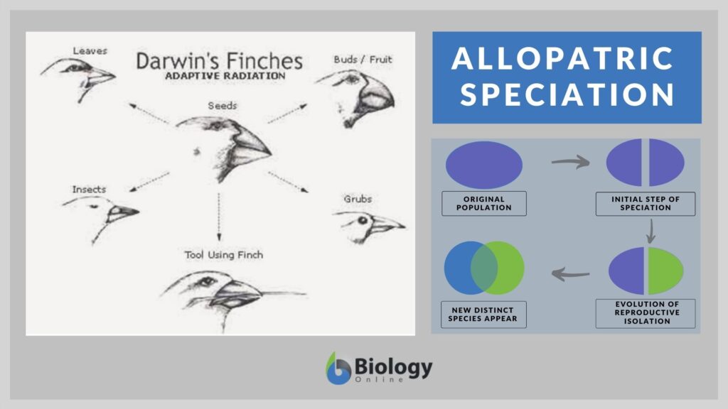 Allopatric Speciation - Definition And Examples - Biology Online Dictionary