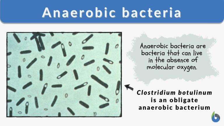 What Is Facultative Aerobic Bacteria