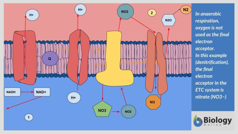 is-atp-used-in-aerobic-respiration-wasfa-blog