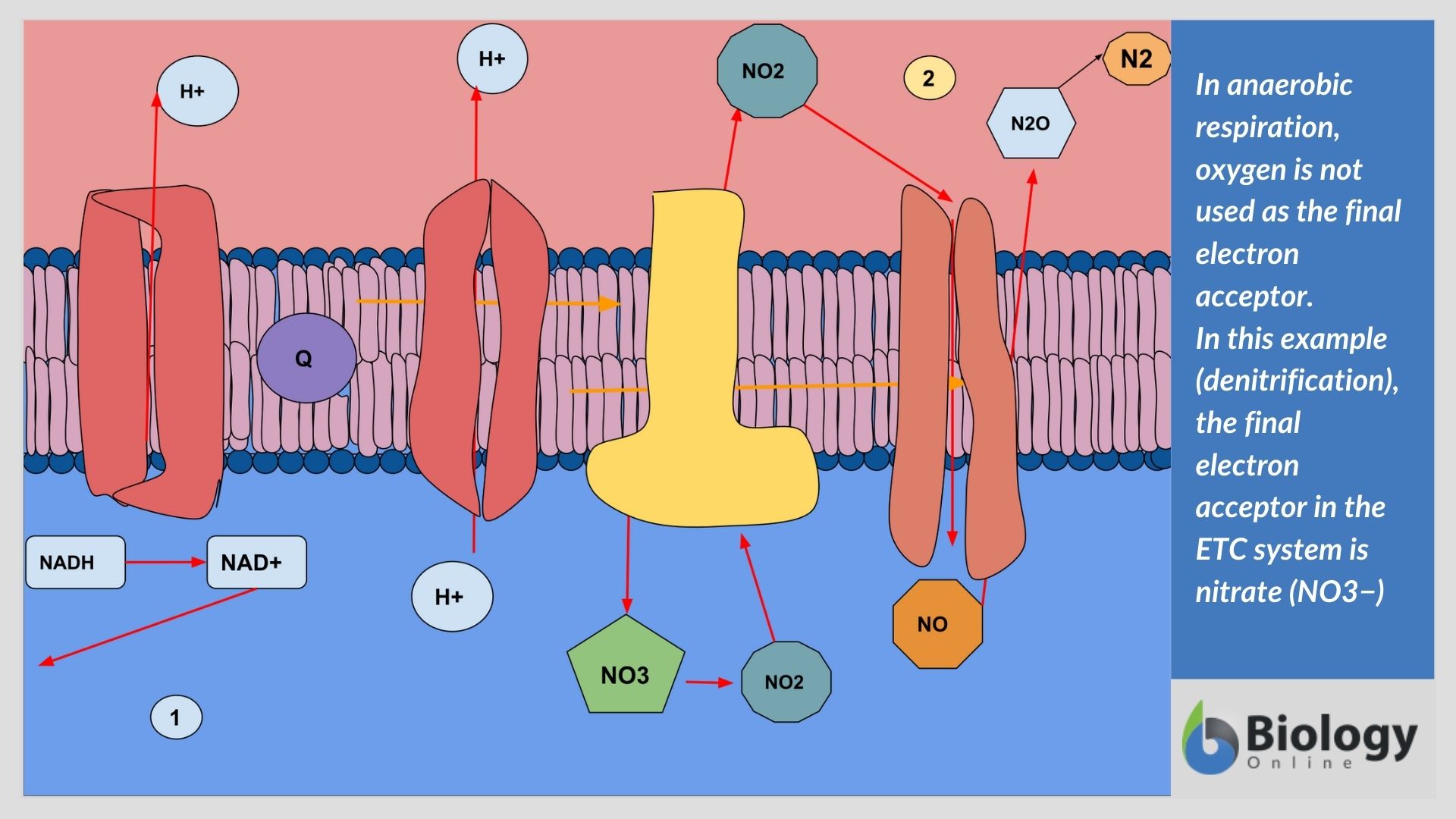 What Is Anaerobic Respiration The Definitive Guide Biology Online