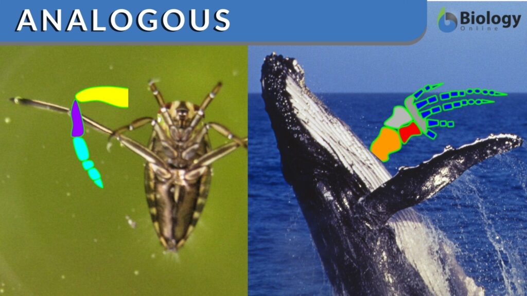 analogous-definition-and-examples-biology-online-dictionary