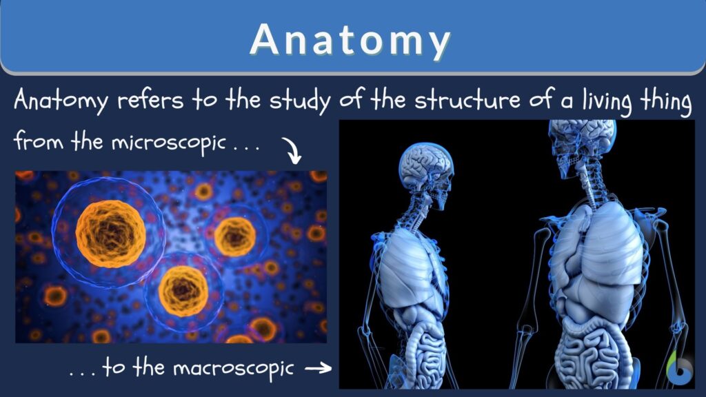 anatomy-definition-and-examples-biology-online-dictionary