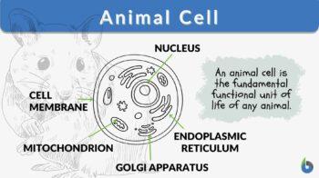 animal cell diagram 6th grade