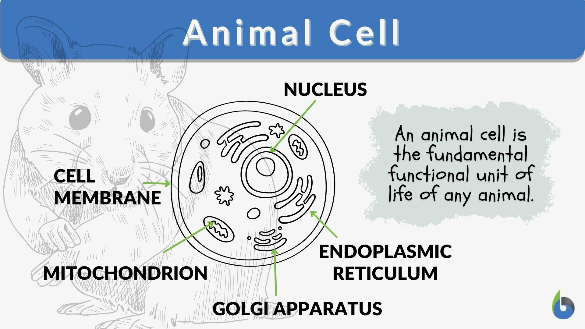 animal cell functions chart