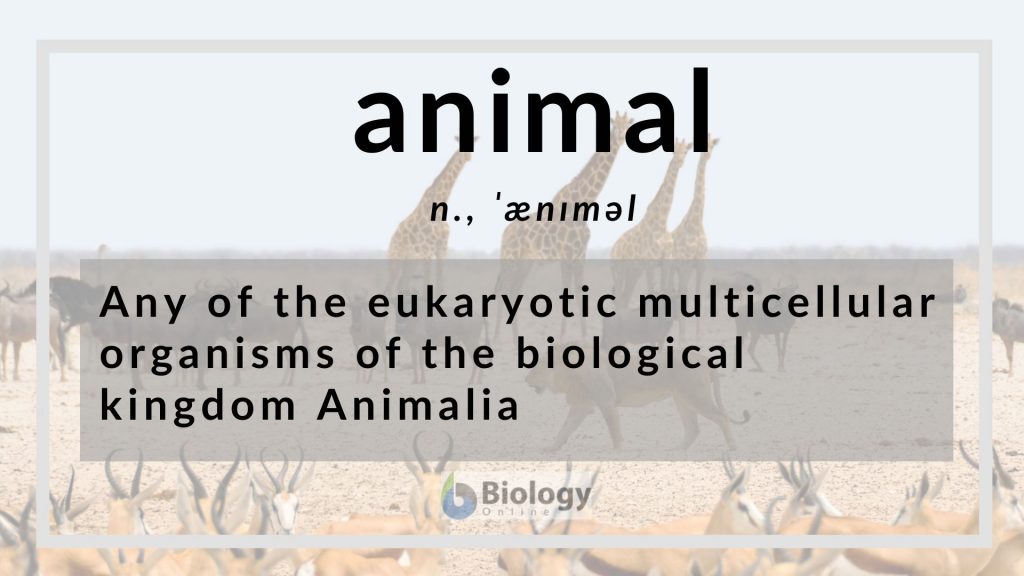 Animal Definition and Examples - Biology Online Dictionary