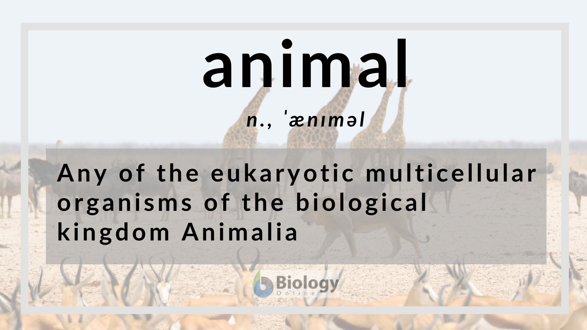 biography definition animal