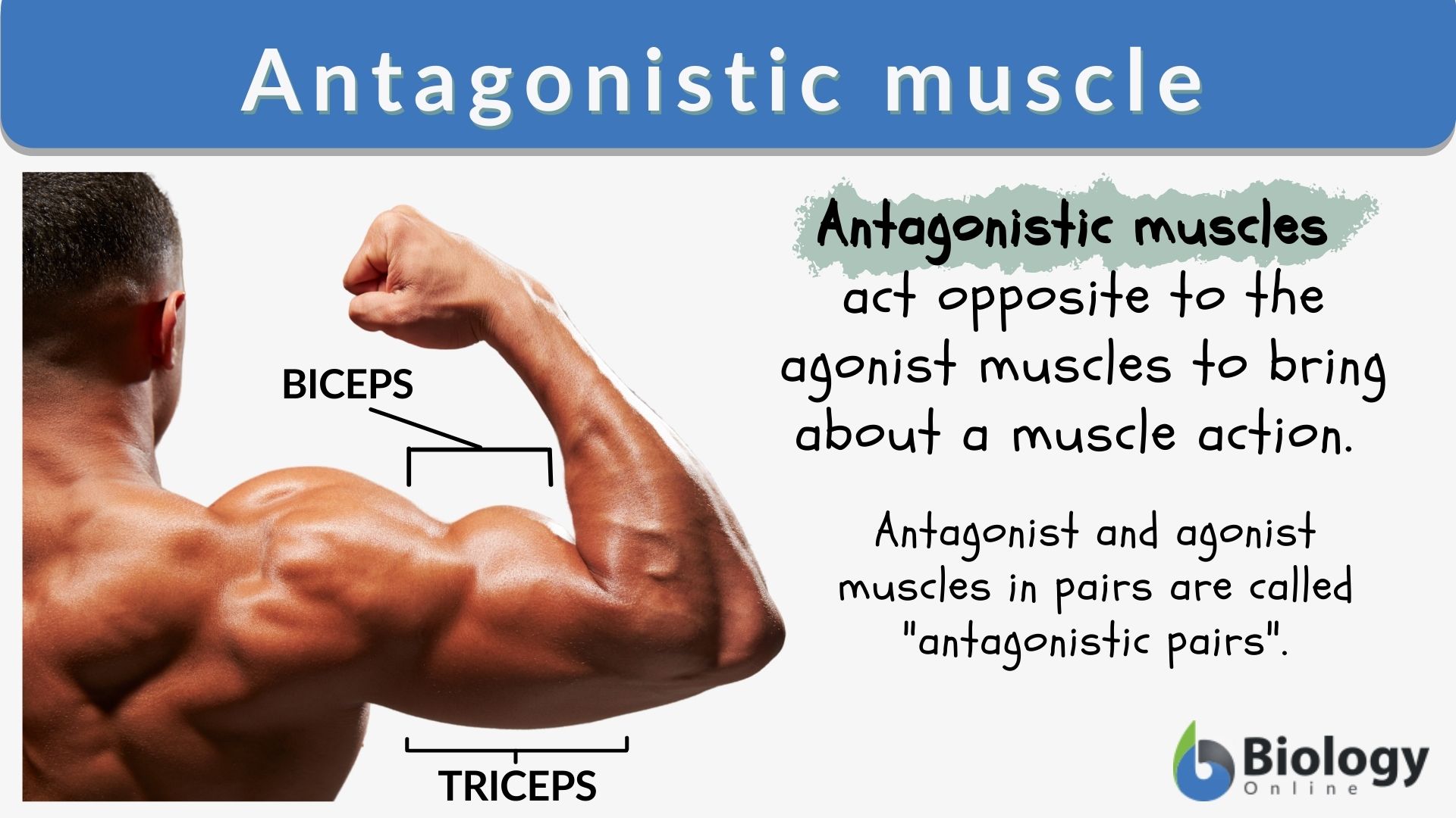 Arm Anatomy, Muscle Groups & Names - Lesson
