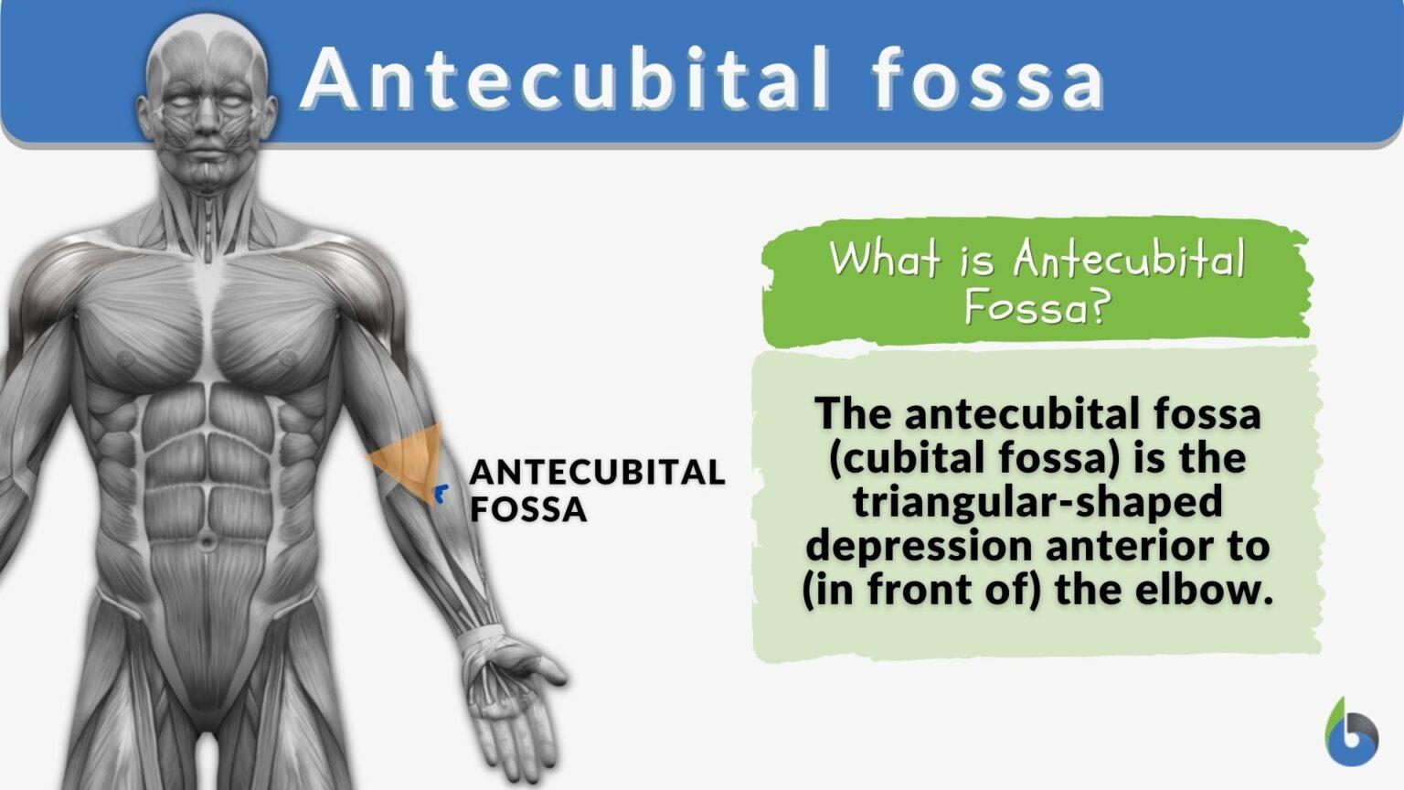 Antecubital Fossa Definition And Examples Biology Online Dictionary