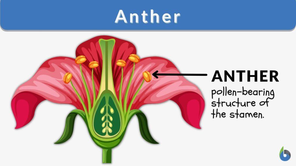 Anther Definition and Examples - Biology Online Dictionary