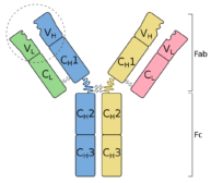 Immunoglobulin - Definition and Examples - Biology Online Dictionary