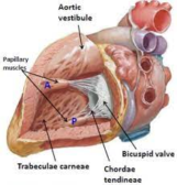 Vestibule - Definition and Examples - Biology Online Dictionary