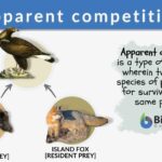 Apparent competition - Definition and Examples - Biology Online Dictionary