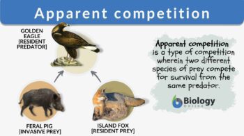animal competition images