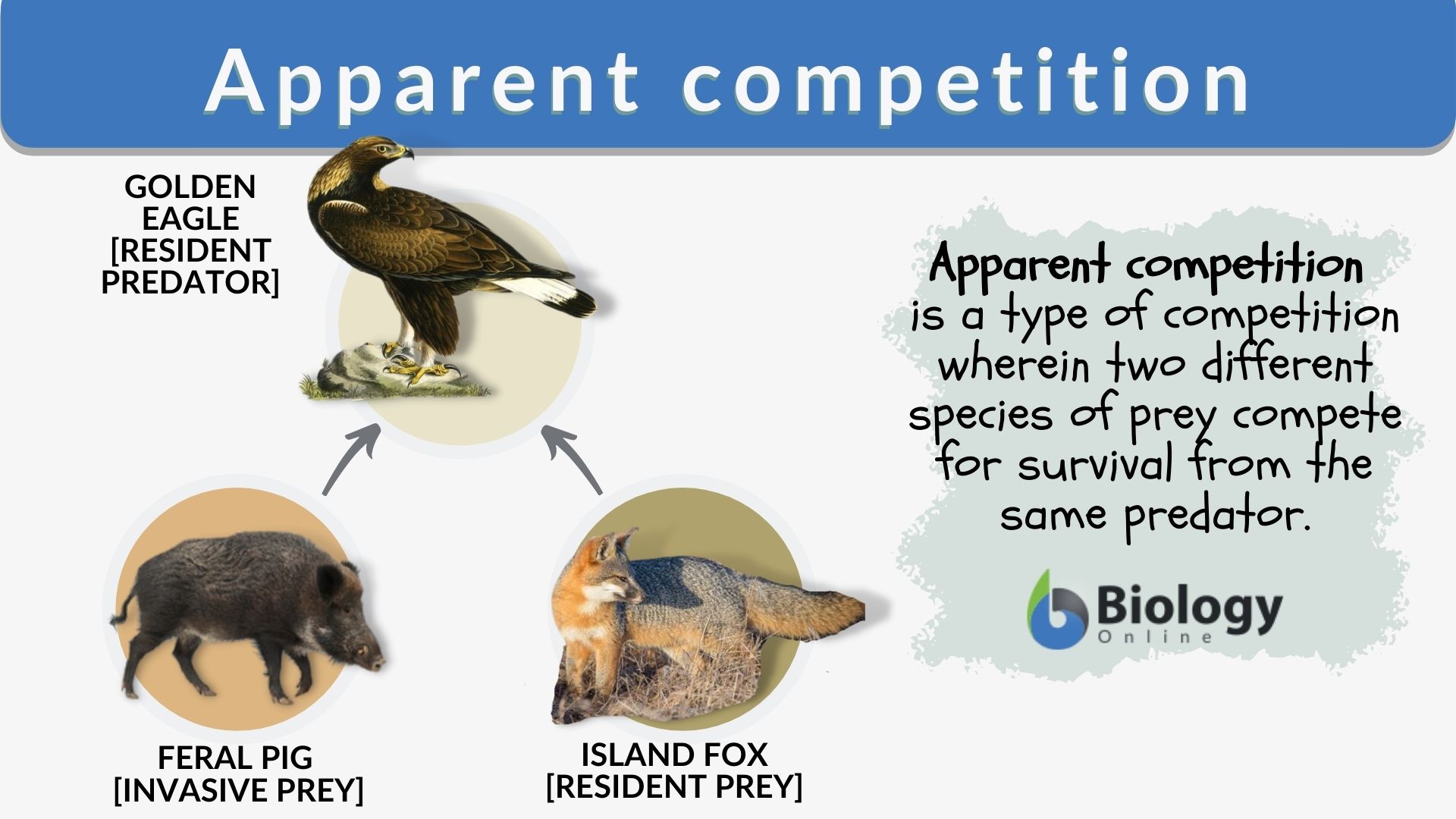 interspecific competition examples in animals