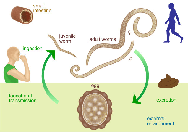 Parasitism - Definition and Examples - Biology Online Dictionary