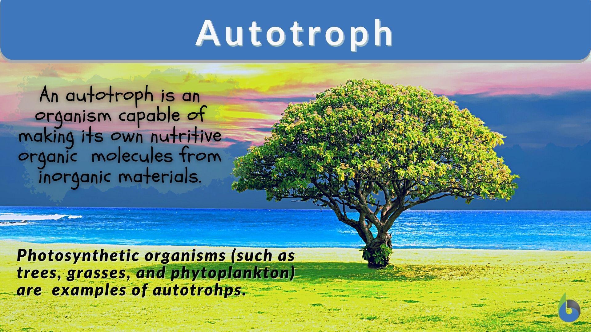 Autotroph Definition And Examples Biology Online Dictionary